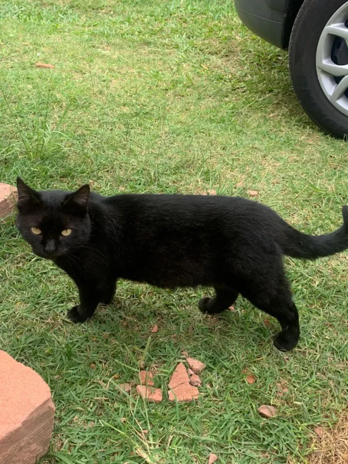 Gato raça SRD-ViraLata idade 1 ano nome pretinha