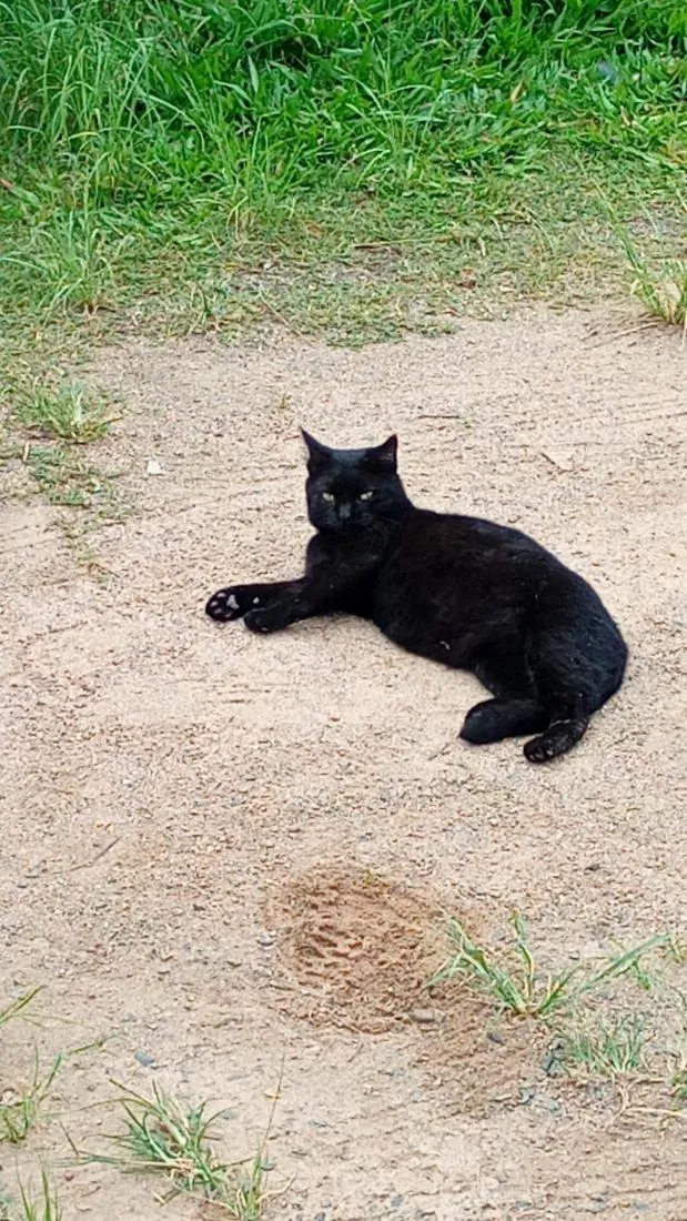 Gato raça SRD-ViraLata idade 1 ano nome pretinha