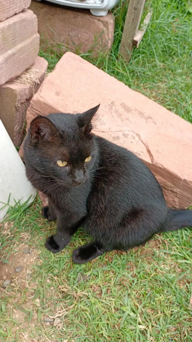 Gato raça SRD-ViraLata idade 1 ano nome pretinha