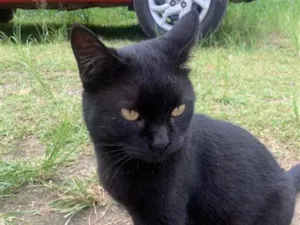 Gato raça SRD-ViraLata idade 1 ano nome pretinha