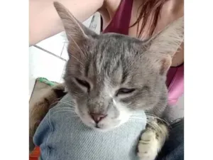 Gato raça SRD-ViraLata idade Abaixo de 2 meses nome gatinhos 