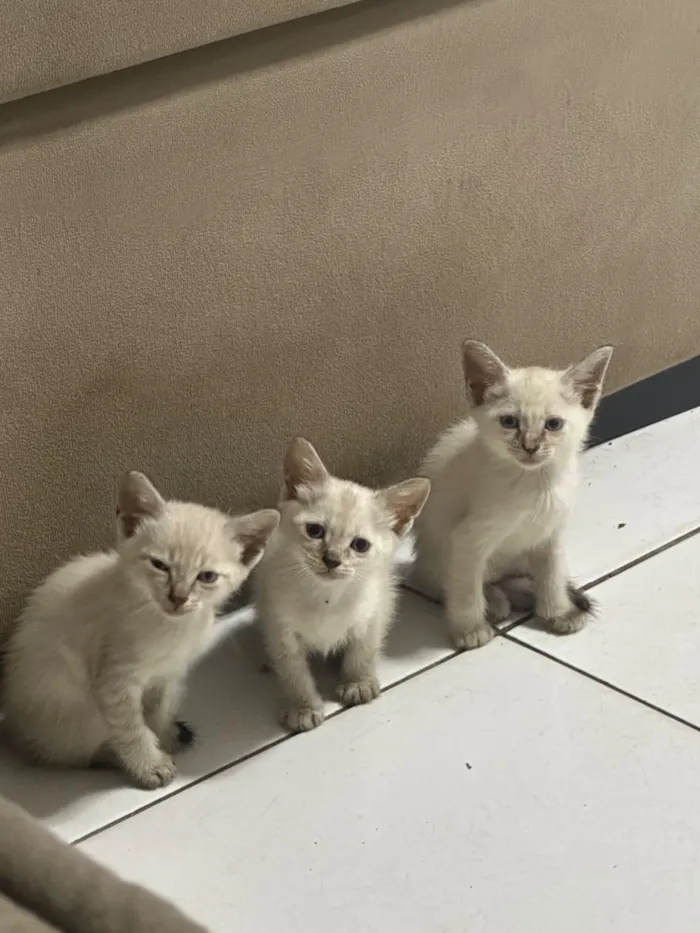 Gato raça Siamês idade Abaixo de 2 meses nome Sem nome definido 
