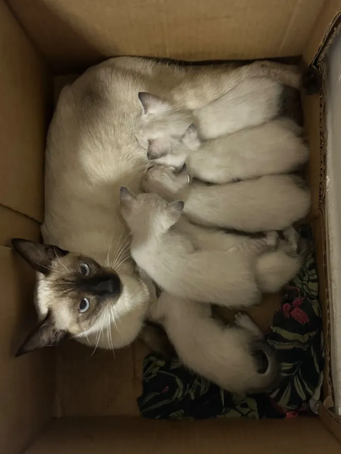 Gato raça Siamês idade Abaixo de 2 meses nome Sem nome definido 