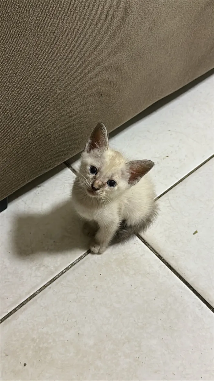 Gato raça Siamês idade Abaixo de 2 meses nome Sem nome definido 
