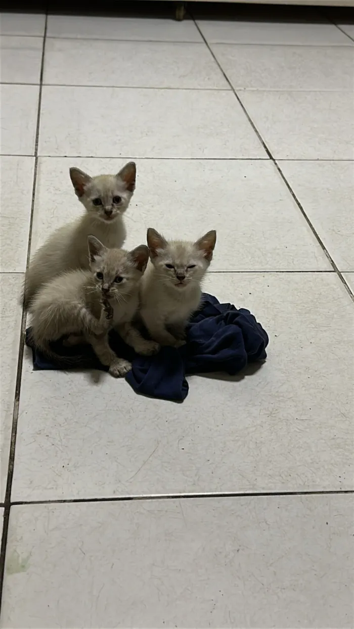 Gato raça Siamês idade Abaixo de 2 meses nome Sem nome definido 