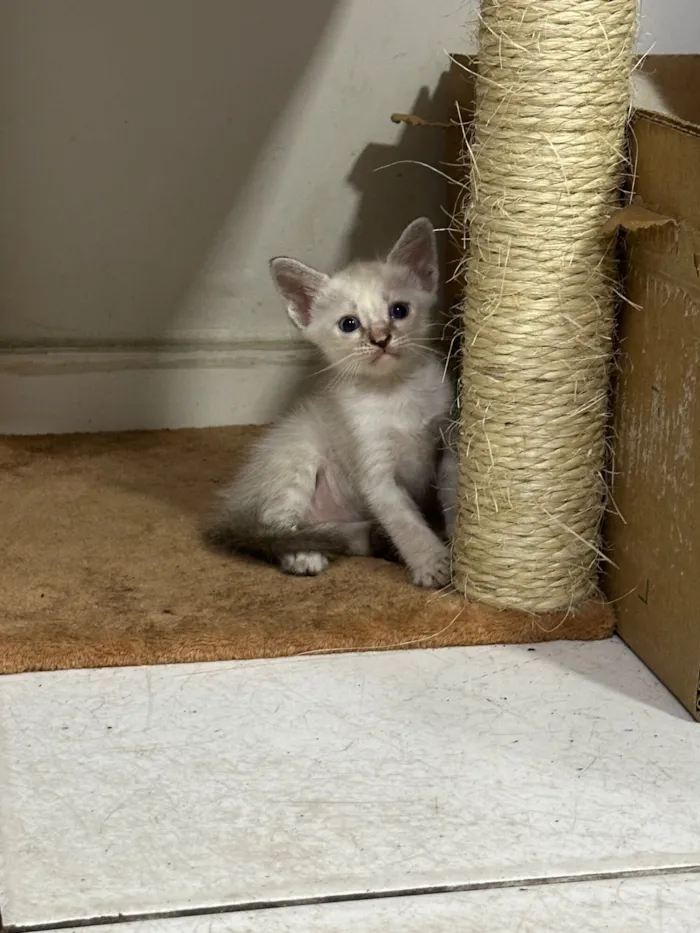 Gato raça Siamês idade Abaixo de 2 meses nome Sem nome definido 