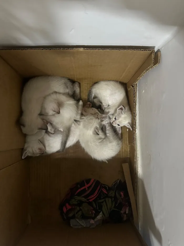 Gato raça Siamês idade Abaixo de 2 meses nome Sem nome definido 