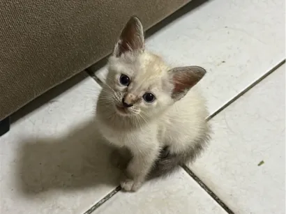Gato raça Siamês idade Abaixo de 2 meses nome Sem nome definido 
