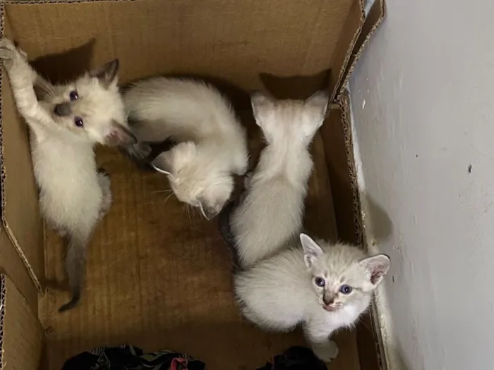Gato raça Siamês idade Abaixo de 2 meses nome Sem nome definido 