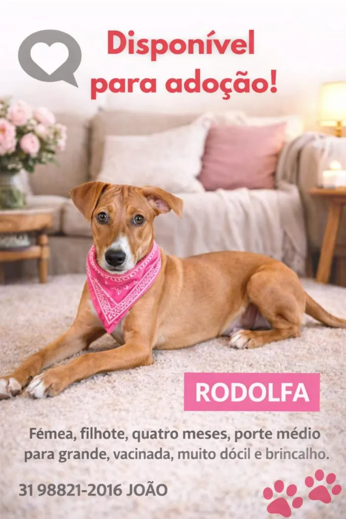 Cachorro raça SRD-ViraLata idade 2 a 6 meses nome Rodolfa