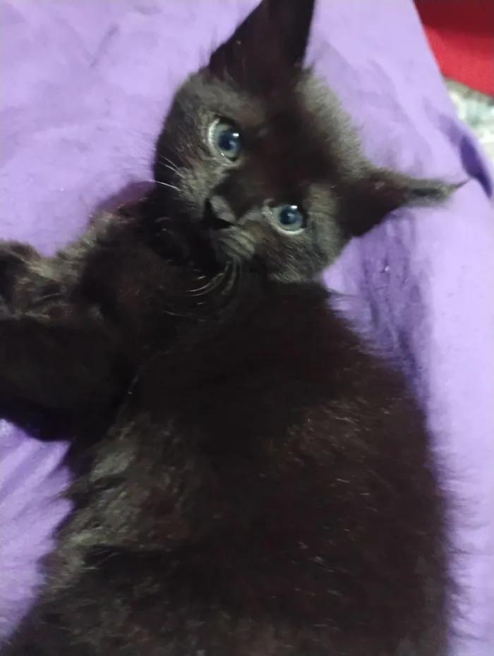 Gato raça SRD-ViraLata idade Abaixo de 2 meses nome ravena