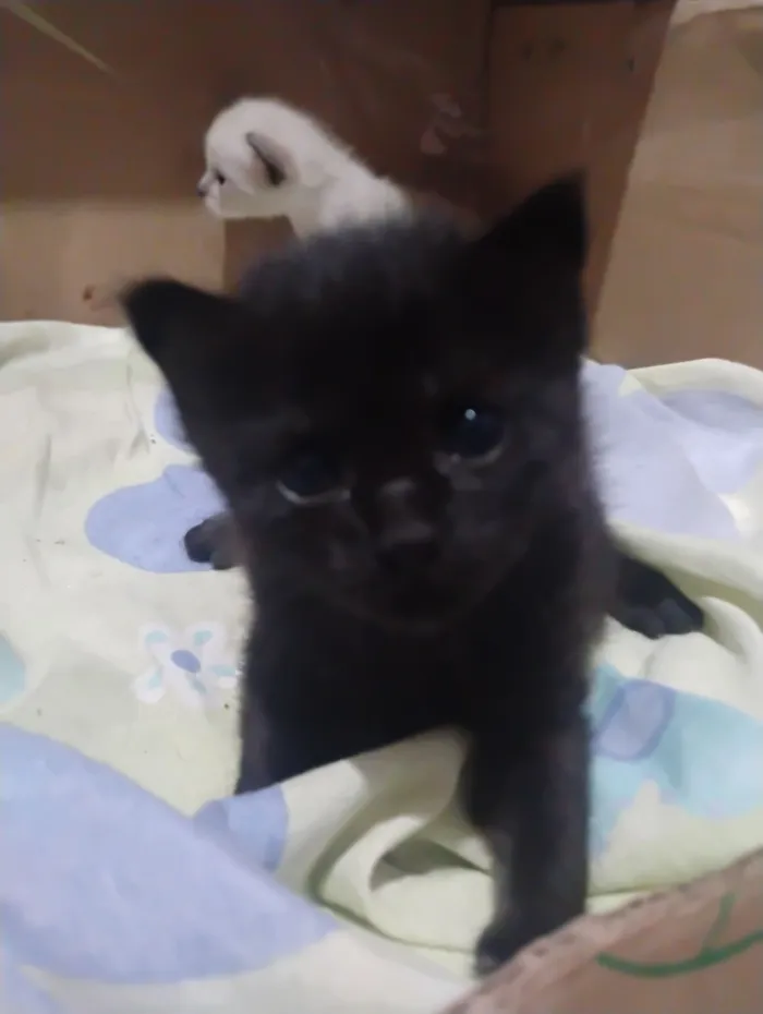 Gato raça SRD-ViraLata idade Abaixo de 2 meses nome ravena