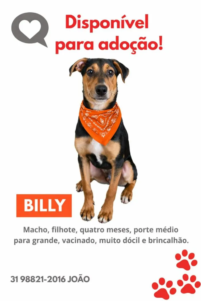 Cachorro raça SRD-ViraLata idade 2 a 6 meses nome Billy