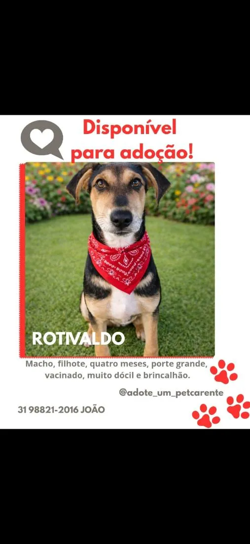 Cachorro raça SRD-ViraLata idade 2 a 6 meses nome Rotivaldo