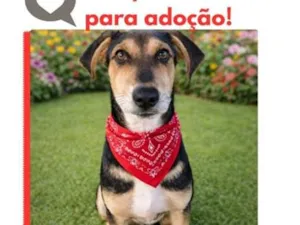 Cachorro raça SRD-ViraLata idade 2 a 6 meses nome Rotivaldo