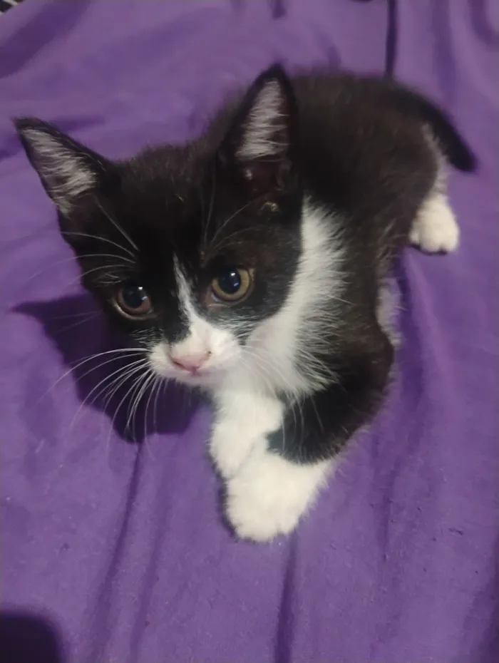 Gato raça SRD-ViraLata idade Abaixo de 2 meses nome Princesa