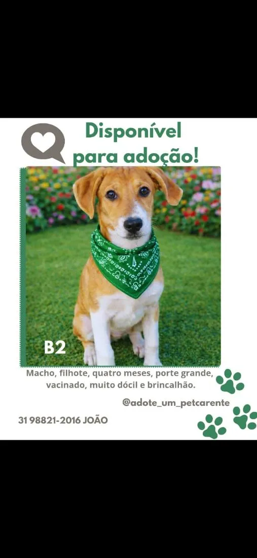 Cachorro raça SRD-ViraLata idade 2 a 6 meses nome B2