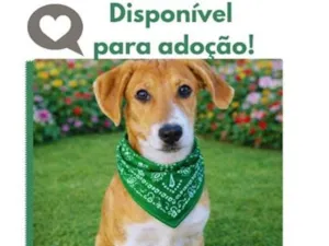Cachorro raça SRD-ViraLata idade 2 a 6 meses nome B2