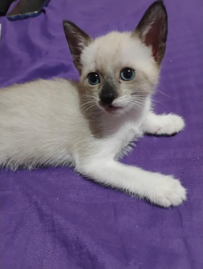 Gato raça SRD-ViraLata idade Abaixo de 2 meses nome aurora