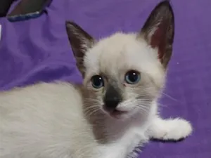 Gato raça SRD-ViraLata idade Abaixo de 2 meses nome aurora