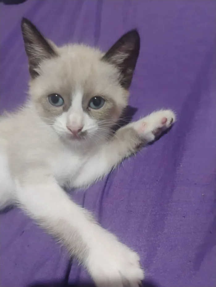 Gato raça SRD-ViraLata idade Abaixo de 2 meses nome Tiana 