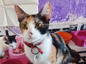 Gato raça SRD-ViraLata idade 1 ano nome Aurora 