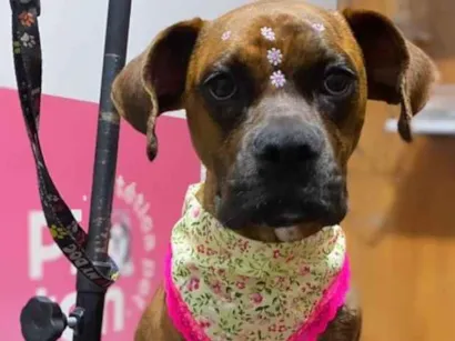 Cachorro raça SRD-ViraLata idade 2 anos nome tigresa 
