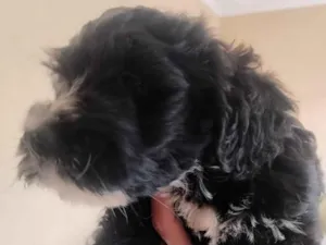 Cachorro raça SRD-ViraLata idade 2 a 6 meses nome doação poodle 