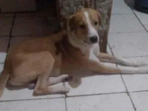 Cachorro raça SRD-ViraLata idade 1 ano nome Laion