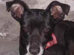 Cachorro raça SRD-ViraLata idade 5 anos nome Snoopy