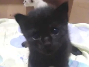 Gato raça SRD-ViraLata idade Abaixo de 2 meses nome ravena