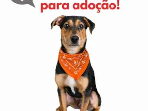 Cachorro raça SRD-ViraLata idade 2 a 6 meses nome Billy