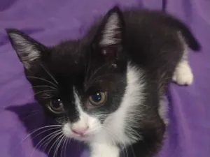 Gato raça SRD-ViraLata idade Abaixo de 2 meses nome Princesa