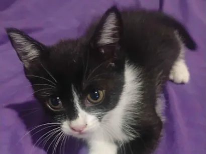 Gato raça SRD-ViraLata idade Abaixo de 2 meses nome Princesa