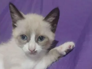 Gato raça SRD-ViraLata idade Abaixo de 2 meses nome Tiana 