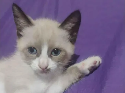 Gato raça SRD-ViraLata idade Abaixo de 2 meses nome Tiana 