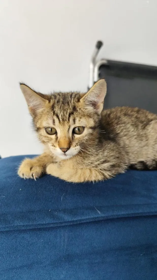 Gato raça SRD-ViraLata idade Abaixo de 2 meses nome não colocamos nome 