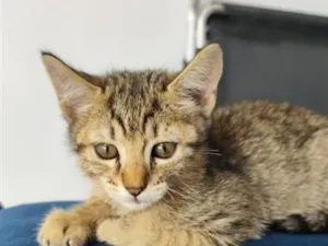 Gato raça SRD-ViraLata idade Abaixo de 2 meses nome não colocamos nome 
