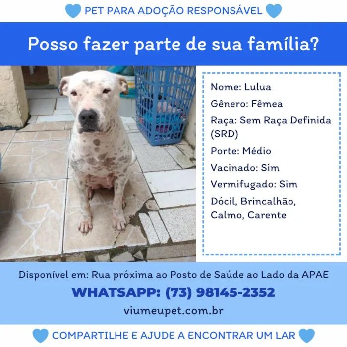 Cachorro raça SRD-ViraLata idade 2 anos nome Lulua
