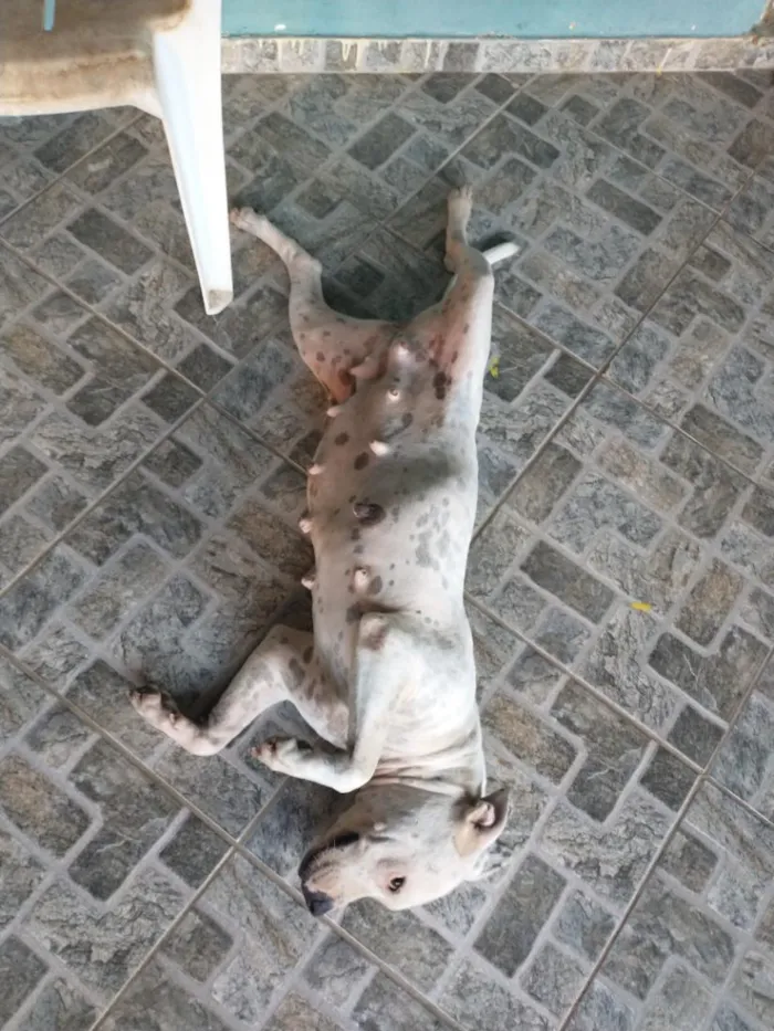 Cachorro raça SRD-ViraLata idade 2 anos nome Lulua