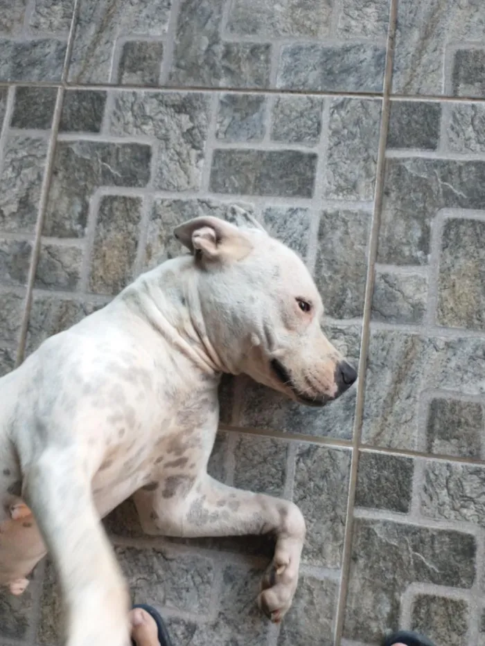 Cachorro raça SRD-ViraLata idade 2 anos nome Lulua