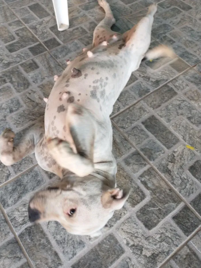 Cachorro raça SRD-ViraLata idade 2 anos nome Lulua