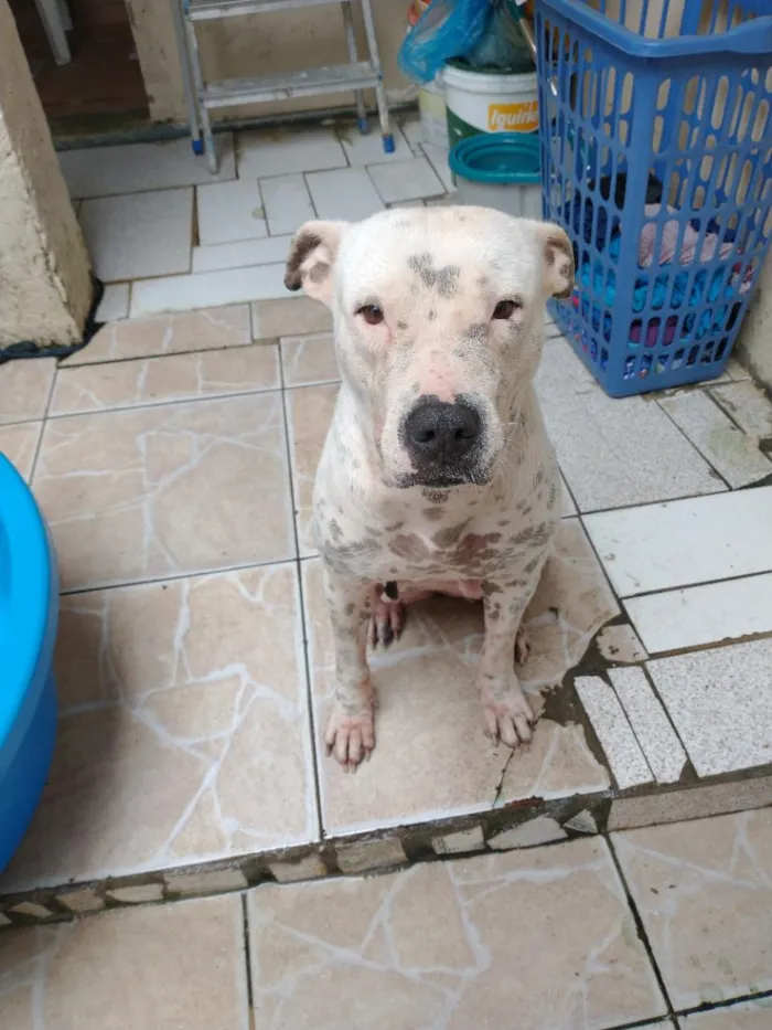 Cachorro raça SRD-ViraLata idade 2 anos nome Lulua