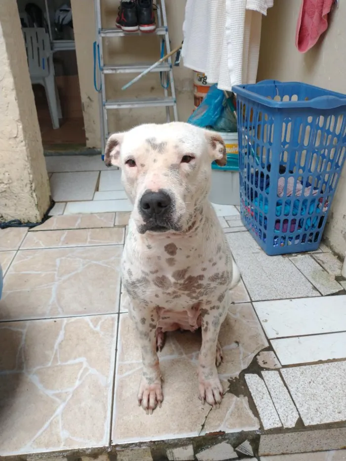 Cachorro raça SRD-ViraLata idade 2 anos nome Lulua