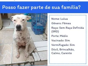 Cachorro raça SRD-ViraLata idade 2 anos nome Lulua