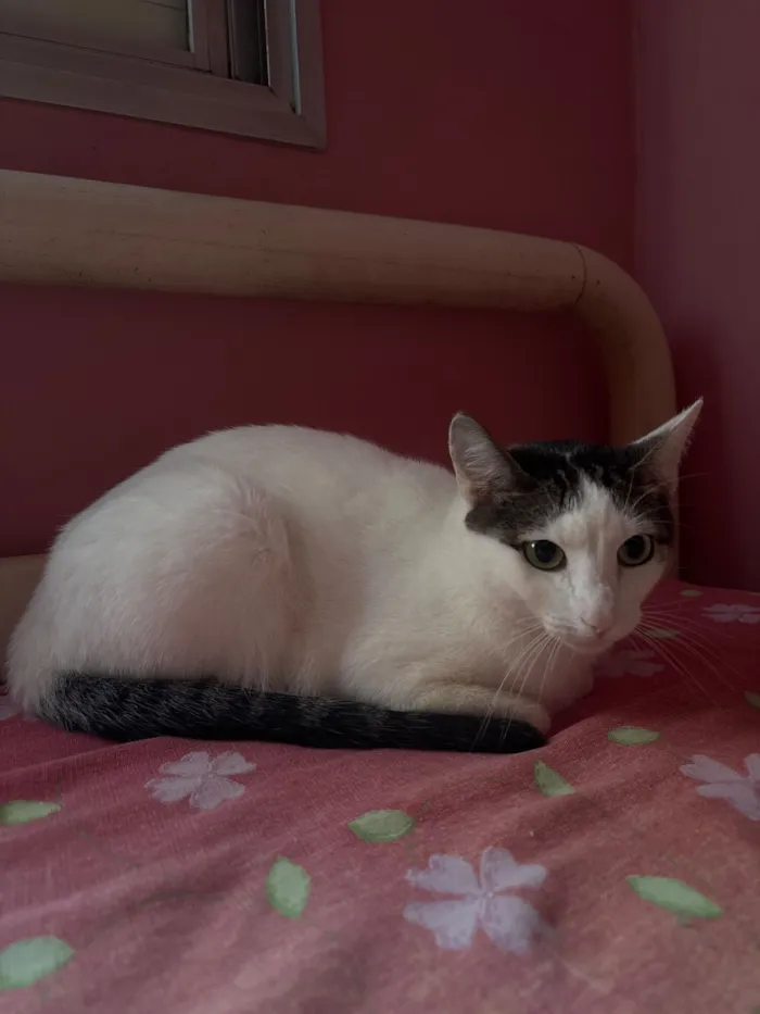 Gato raça SRD-ViraLata idade 1 ano nome Max