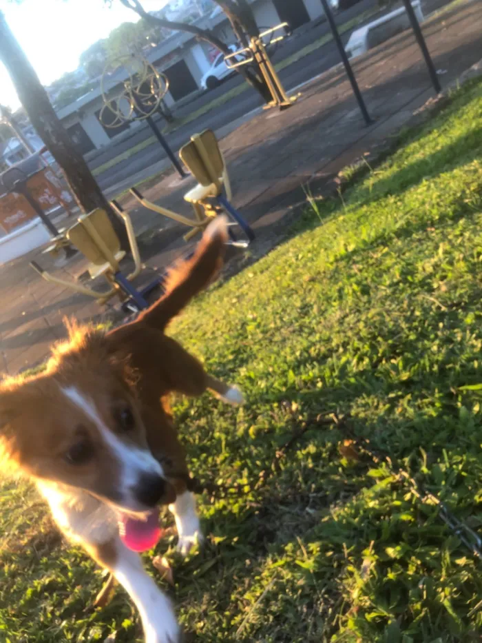 Cachorro raça SRD-ViraLata idade 1 ano nome Cacau
