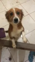 Cacau