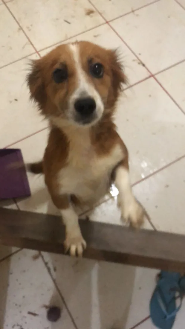 Cachorro raça SRD-ViraLata idade 1 ano nome Cacau