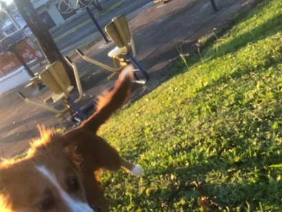 Cachorro raça SRD-ViraLata idade 1 ano nome Cacau